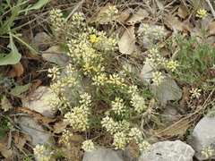 Alyssum baumgartnerianum