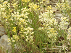 Alyssum baumgartnerianum
