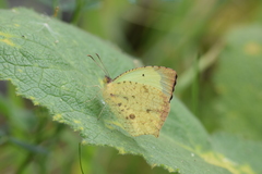 Abaeis salome jamapa