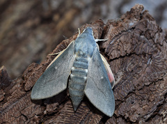 Hyles vespertilio