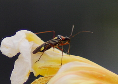 Closterocoris amoenus