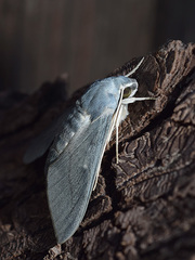 Hyles vespertilio