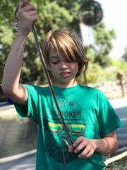 Masticophis lateralis