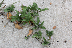 Cakile maritima maritima