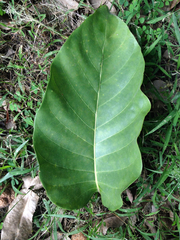 Tectona grandis