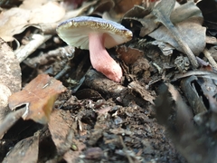 Russula purpureoflava