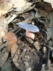 Russula purpureoflava