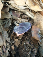 Russula purpureoflava