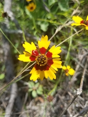 Coreopsis basalis