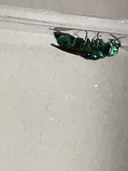 Chrysis angolensis