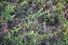 Hesperostipa spartea