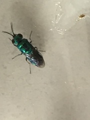 Chrysis angolensis