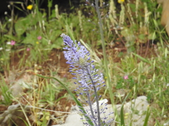 Scilla hyacinthoides