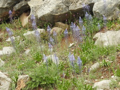 Scilla hyacinthoides