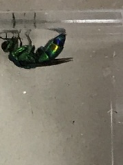 Chrysis angolensis
