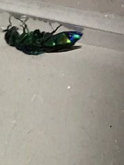 Chrysis angolensis