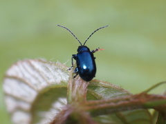 Altica cyanea