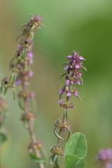 Stachys agraria