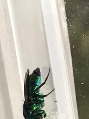 Chrysis angolensis