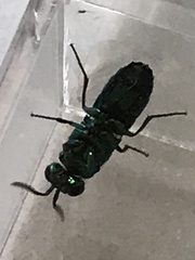 Chrysis angolensis