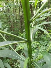 Verbesina walteri