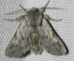 Lacinipolia patalis