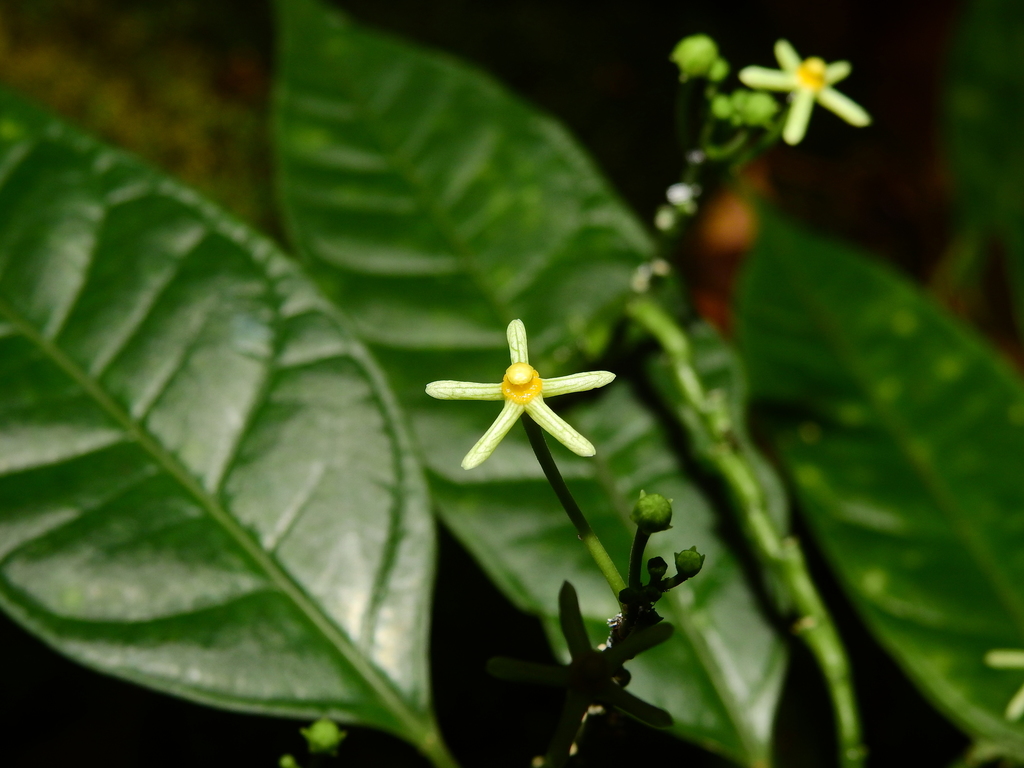 Matelea graciliflora