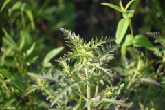 Aureolaria pedicularia