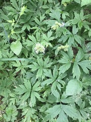 Hydrophyllum tenuipes