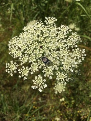 Trichiotinus texanus