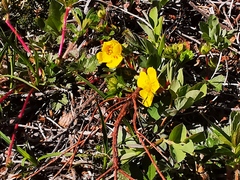 Potentilla stolonifera