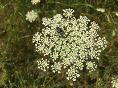 Trichiotinus texanus