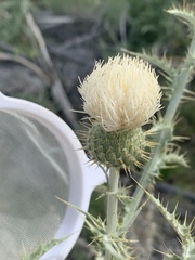 Cirsium mohavense