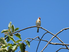Carduelis carduelis