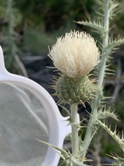 Cirsium mohavense