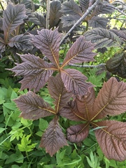 Rodgersia podophylla