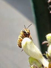 Anthidium manicatum