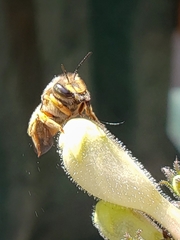 Anthidium manicatum