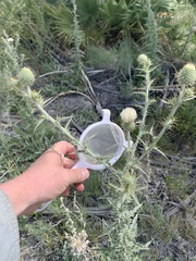 Cirsium mohavense