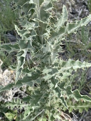 Cirsium mohavense