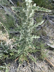 Cirsium mohavense