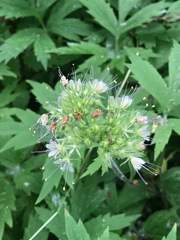 Hydrophyllum tenuipes