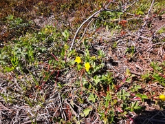 Potentilla stolonifera