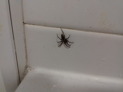 Scotophaeus blackwalli