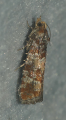 Eucopina tocullionana