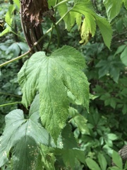 Humulus