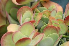Kalanchoe luciae
