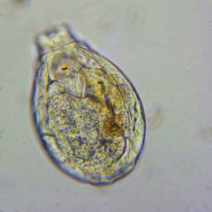 Lecane closterocerca