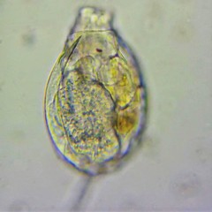 Lecane closterocerca