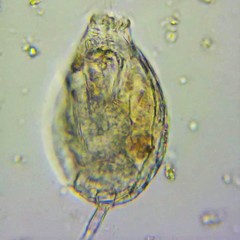 Lecane closterocerca